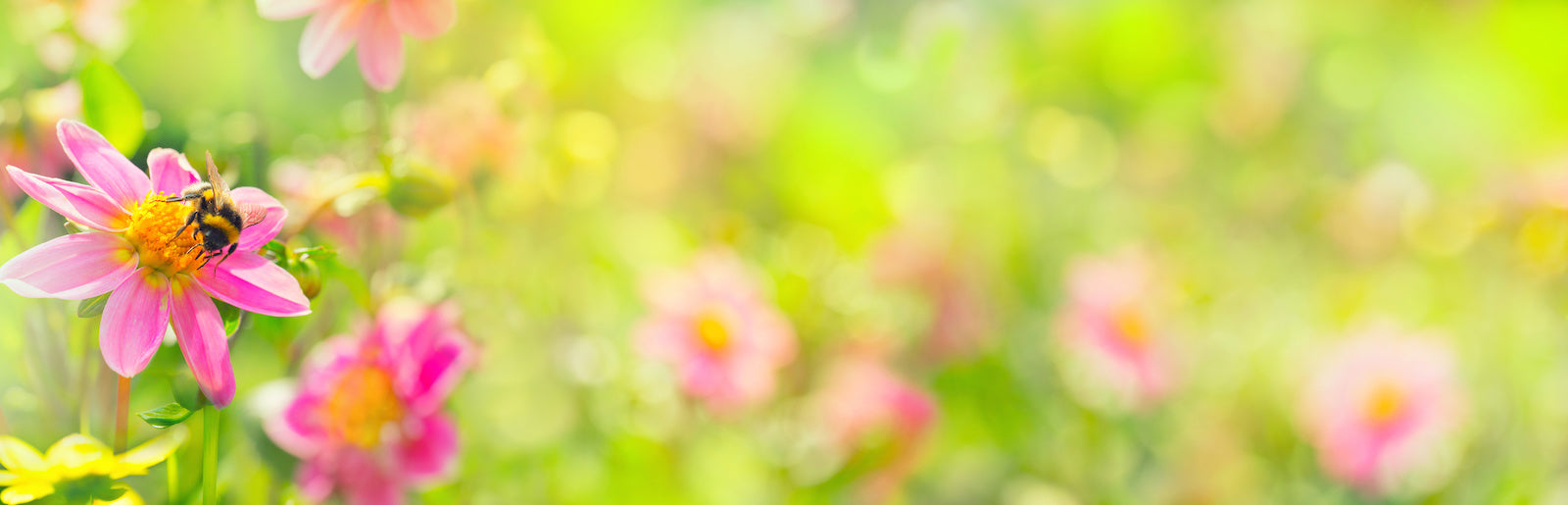 Eine Biene sammelt Nektar von einer leuchtend rosa Blume in einem sonnenbeschienenen Garten mit verschwommenen rosa und gelben Blüten und grünem Laub im Hintergrund.