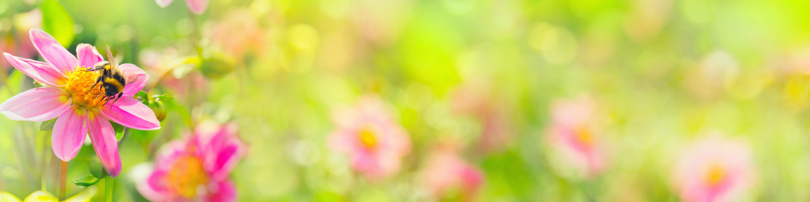Eine Biene sammelt Nektar von einer leuchtend rosafarbenen Blüte auf der linken Seite, während weitere rosafarbene Blüten und grünes Laub im sonnigen Hintergrund verschwimmen.