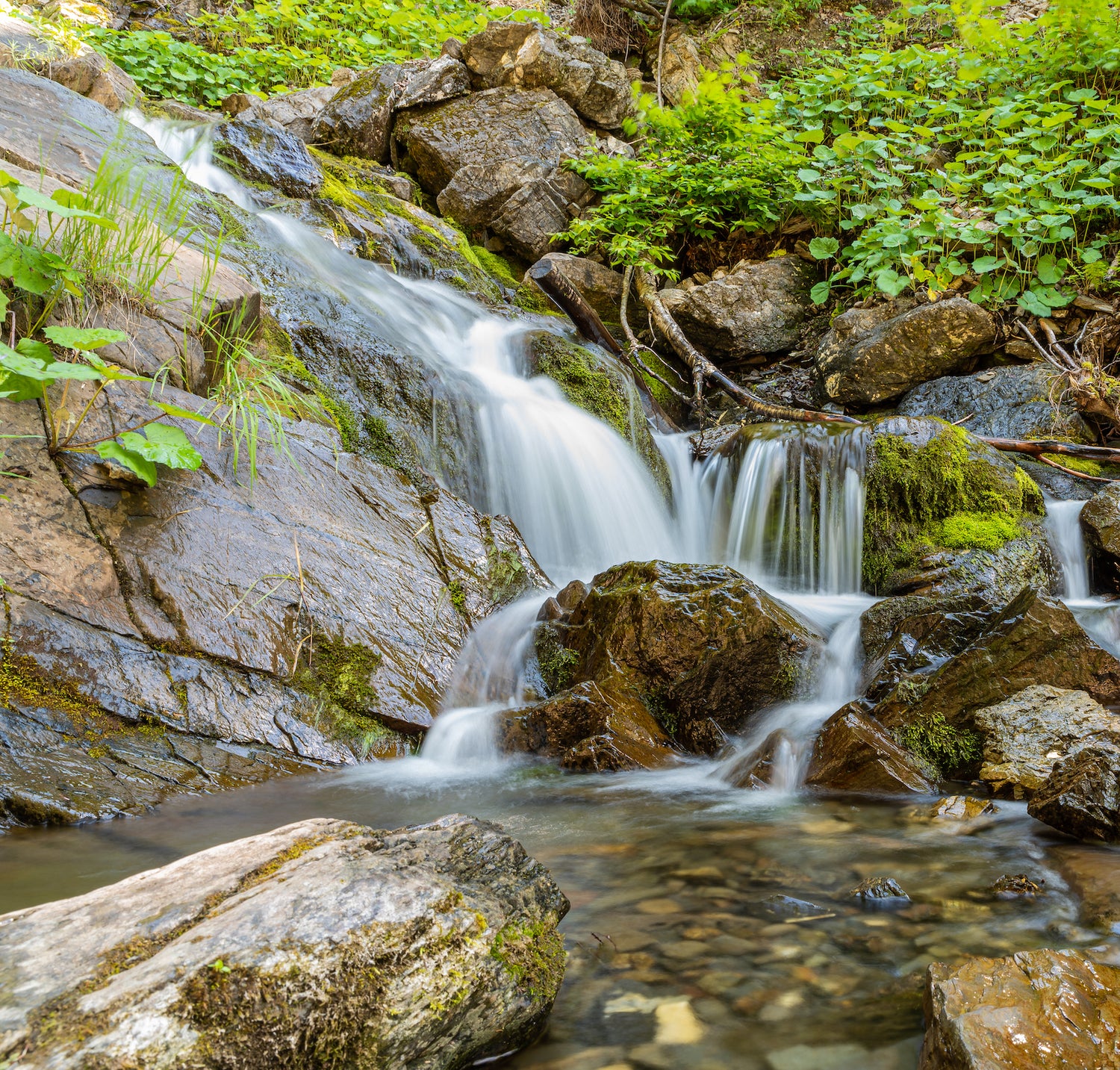 Ein kleiner Wasserfall fließt über moosbewachsene Felsen in ein klares, flaches Becken, das von grünen Pflanzen und Blättern in einer üppigen Waldlandschaft umgeben ist.